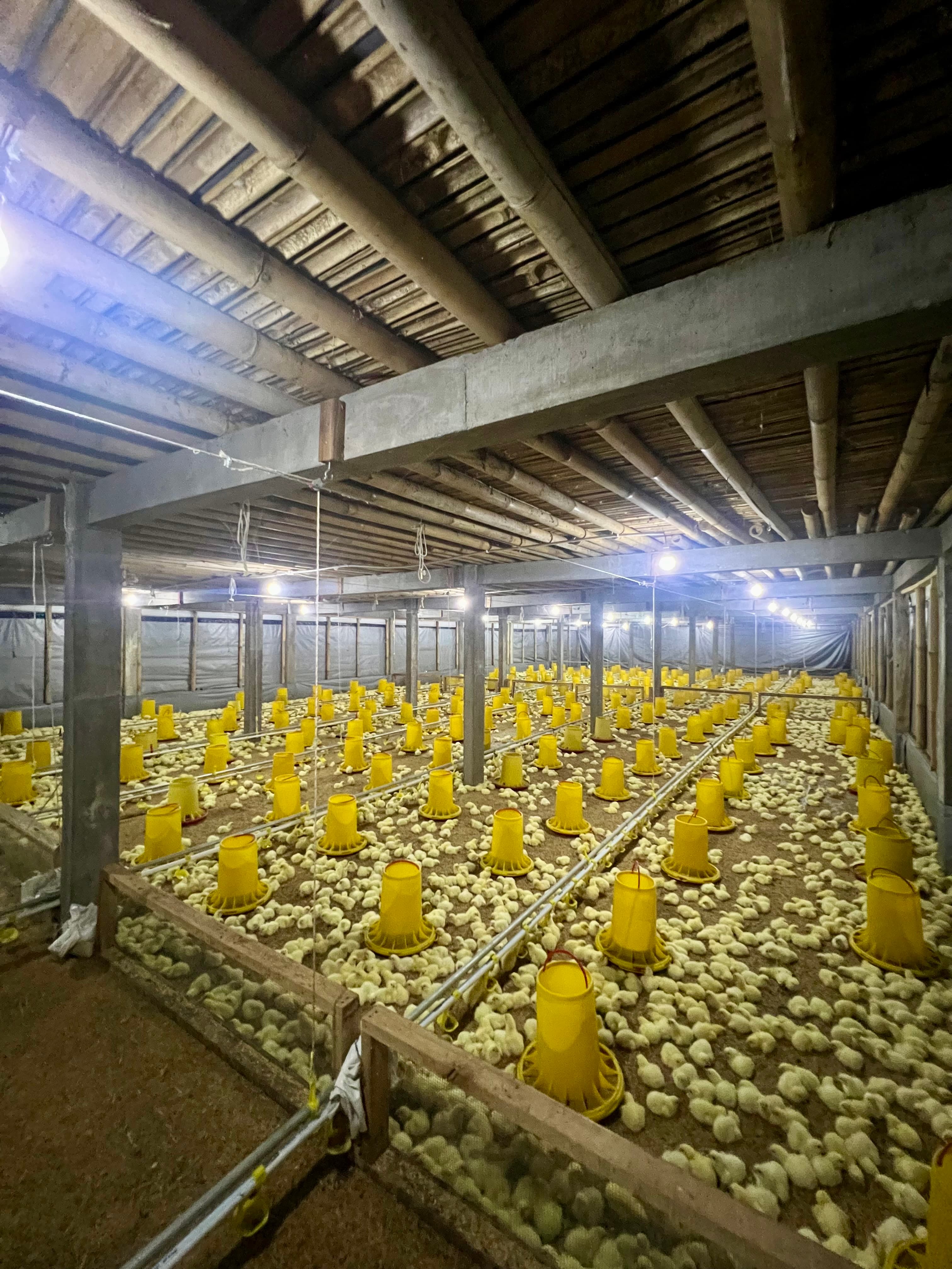 Interior kandang aktif Tobasa Farm