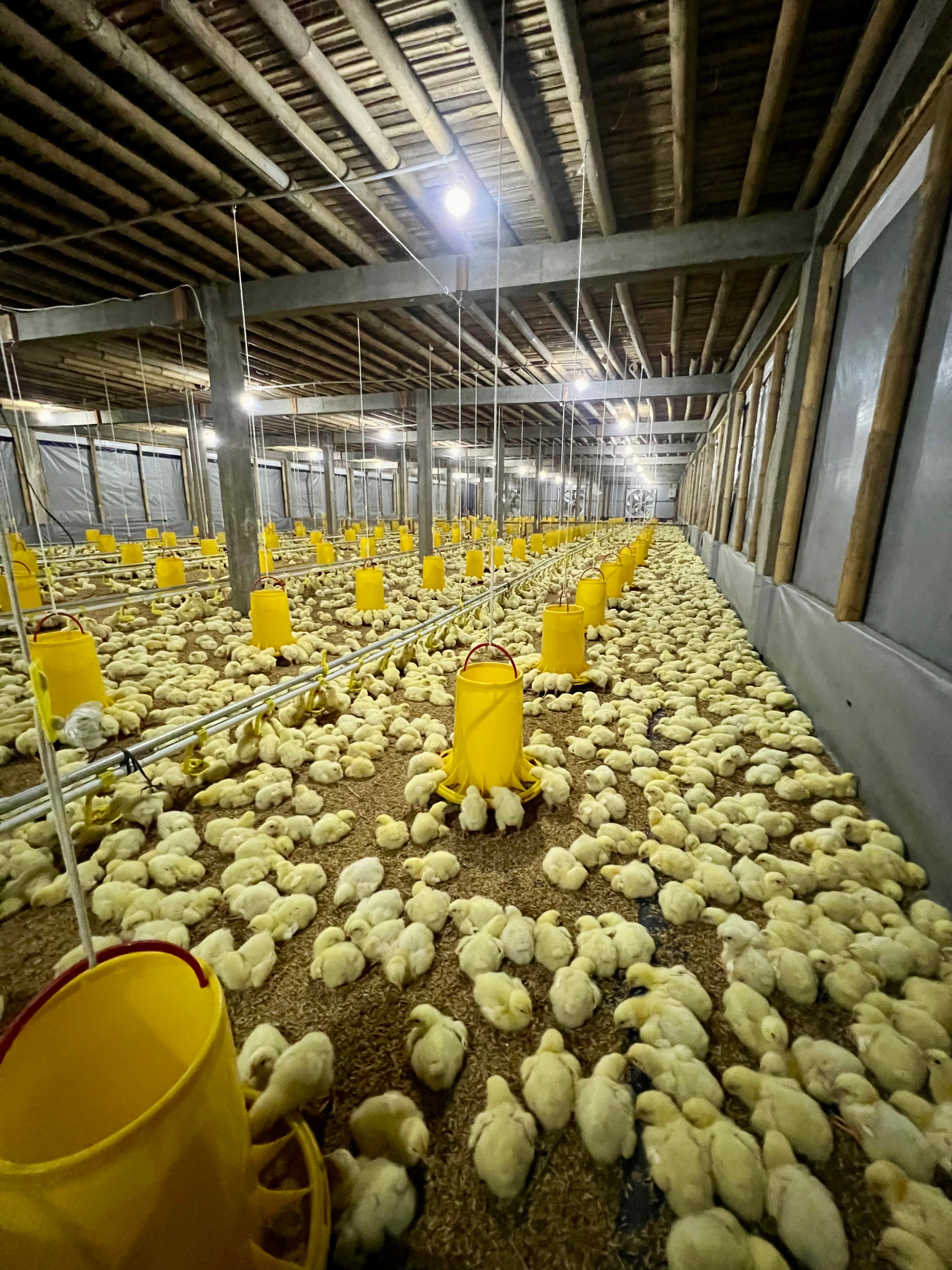 Skala kandang Tobasa Farm