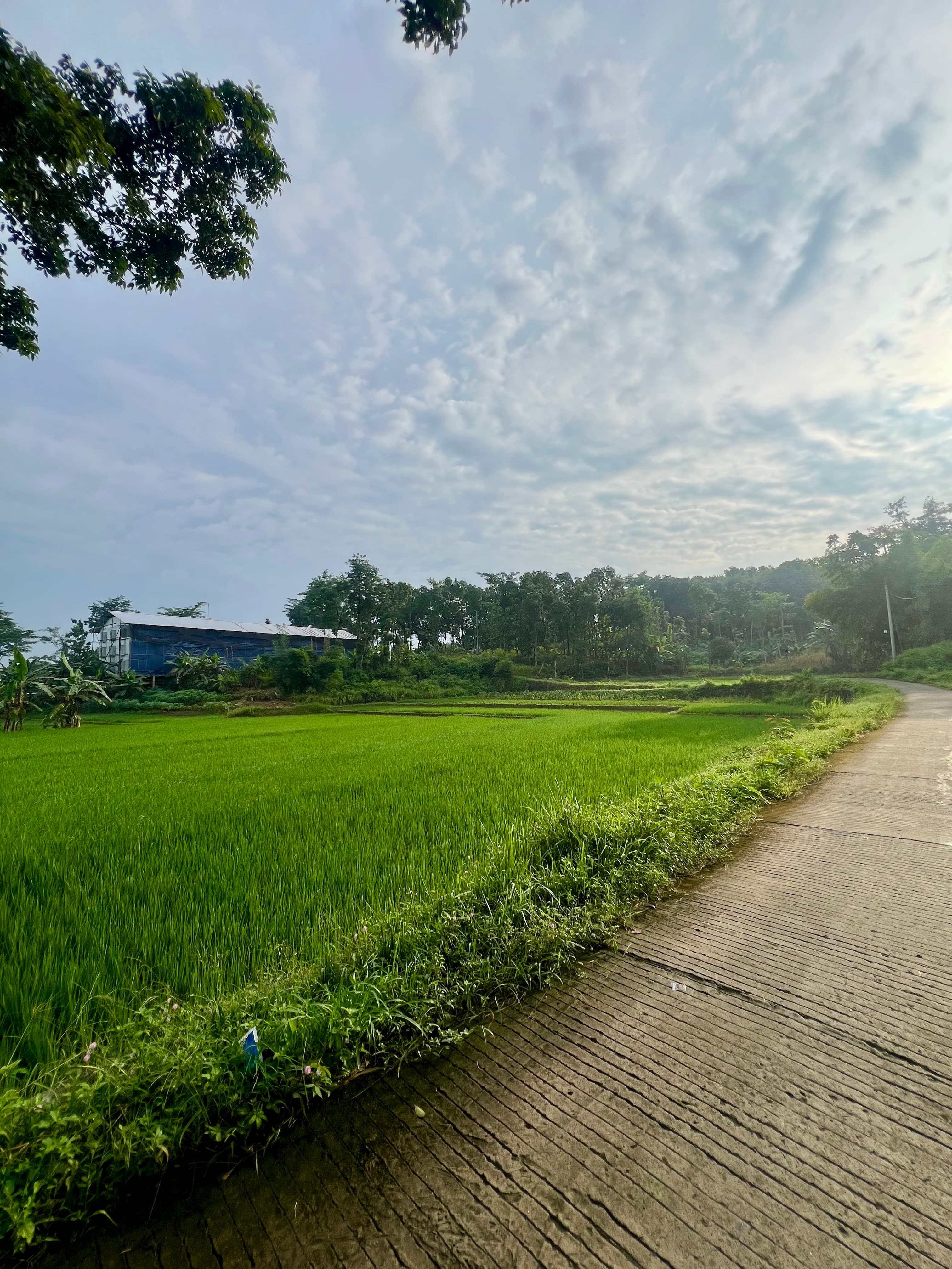 Suasana lokasi sangat nyaman Tobasa Farm